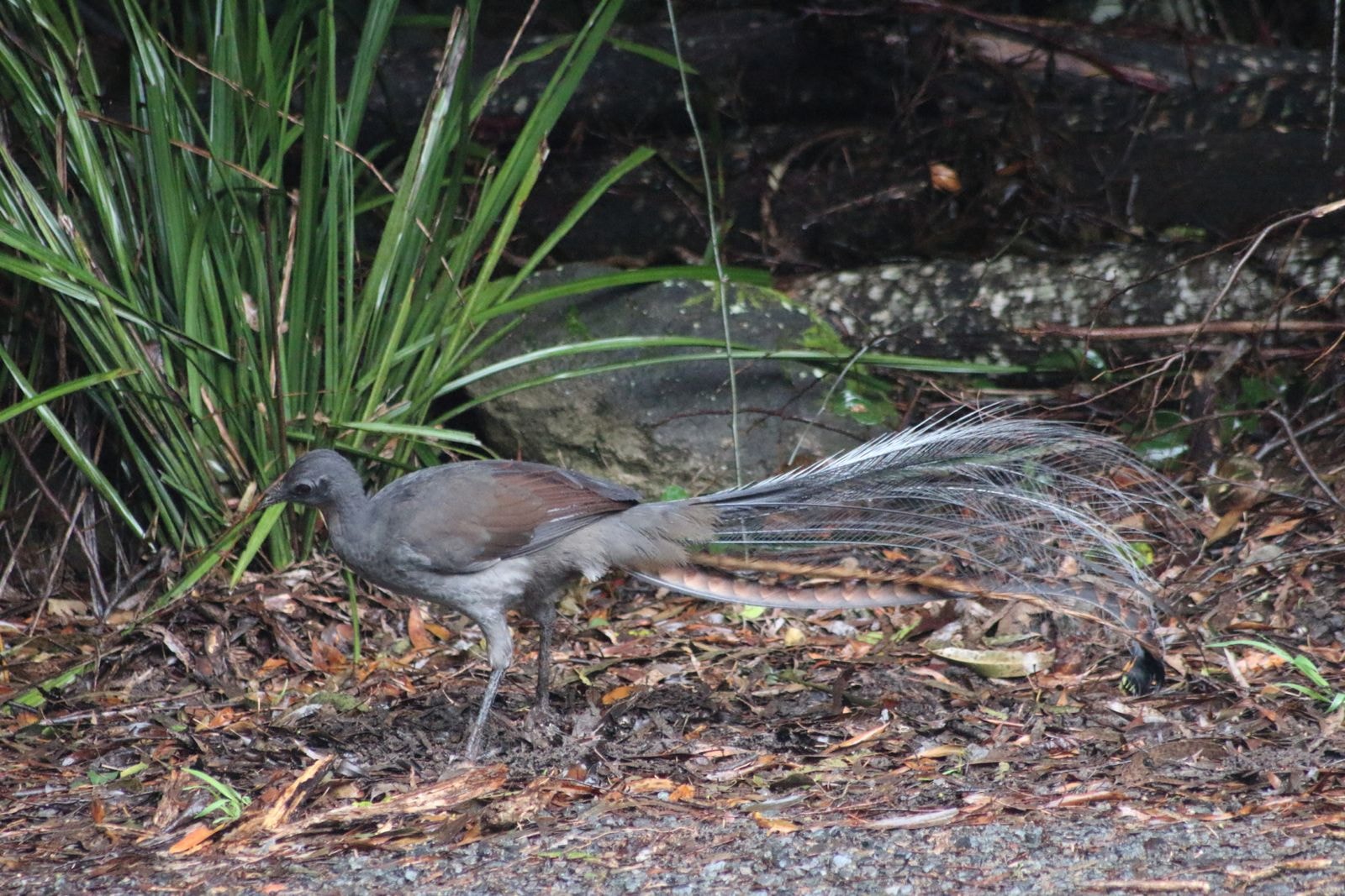 A superb lyrebird foraging in the leaf litter