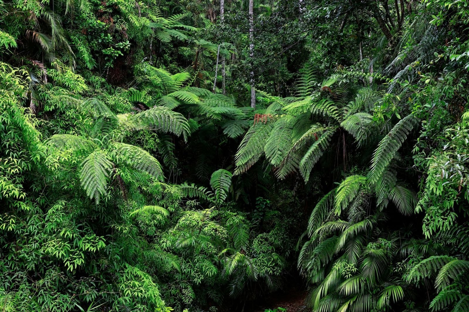Dense tree ferns in the rainforest gully