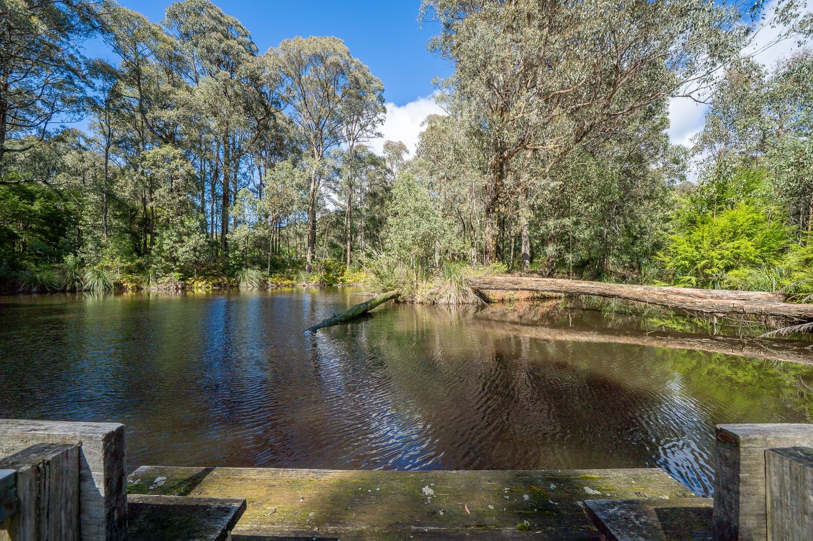 The spring-fed creek running through the property