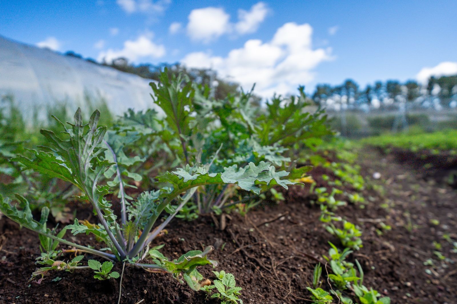 Vegetables growing in the kitchen garden beds