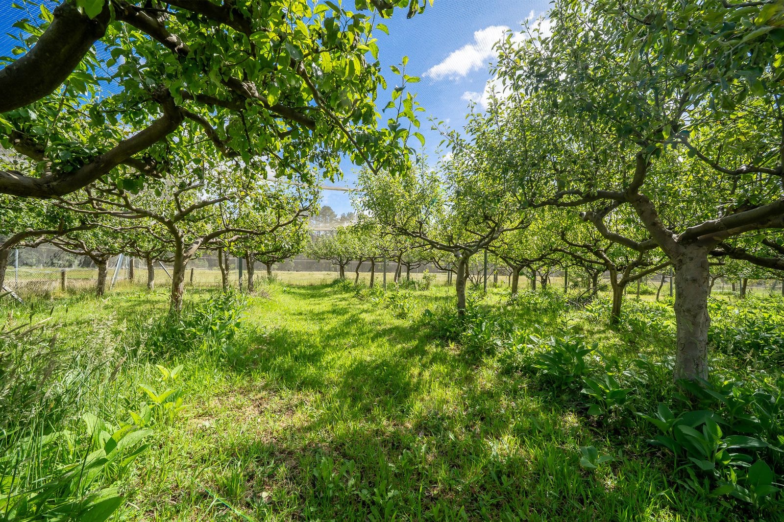Fruit trees in the retreat orchard