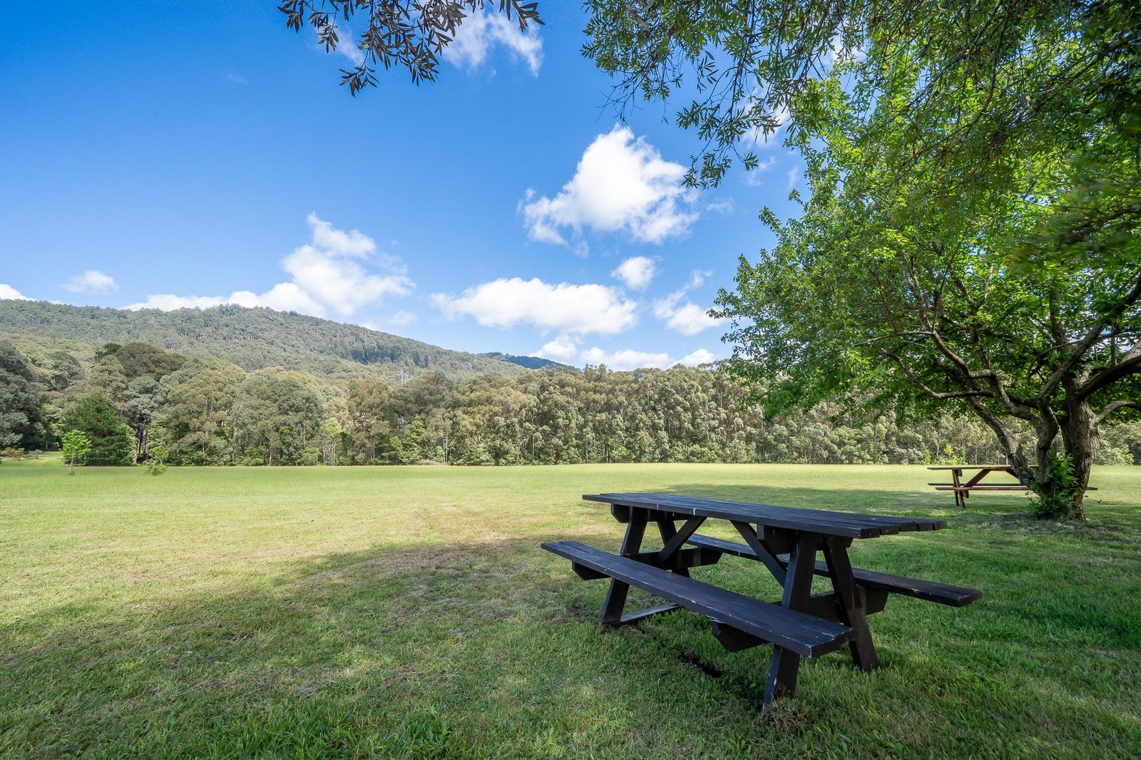 A picnic table on open lawn framed by tall gums