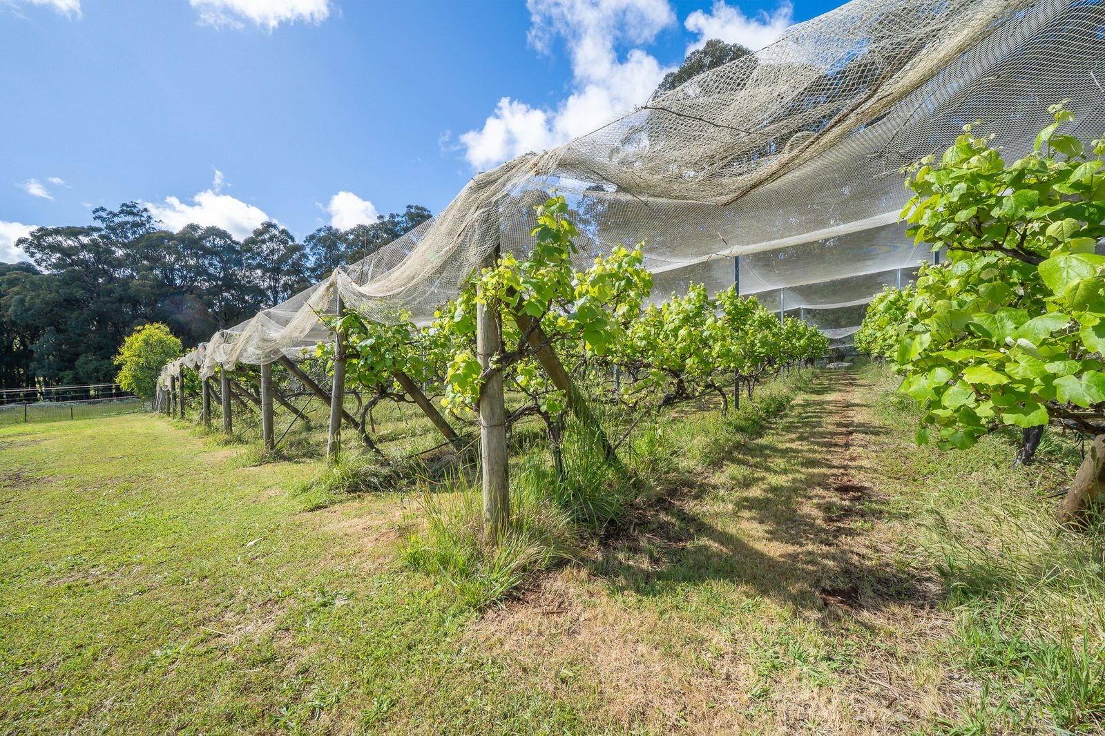 Vines under netting on the retreat grounds