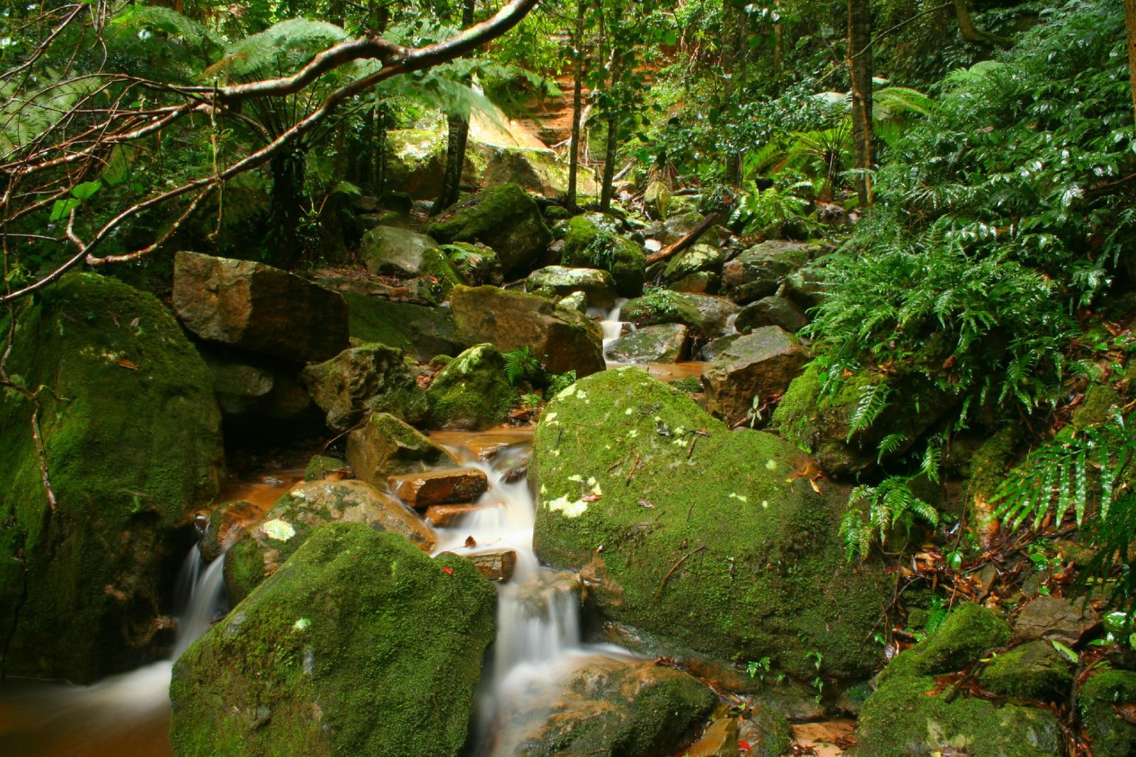 Nsw Rainforest