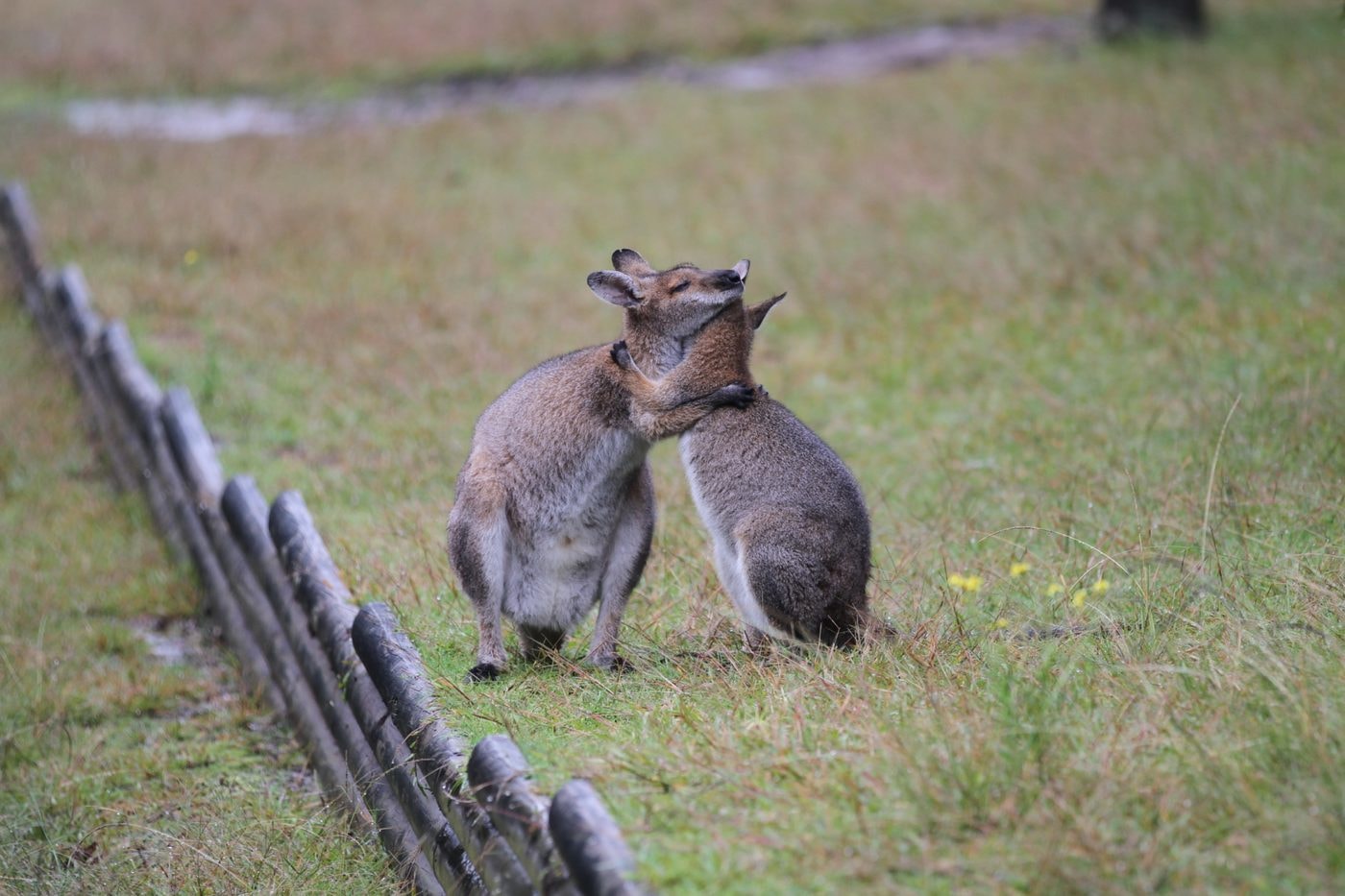Nsw Wildlife